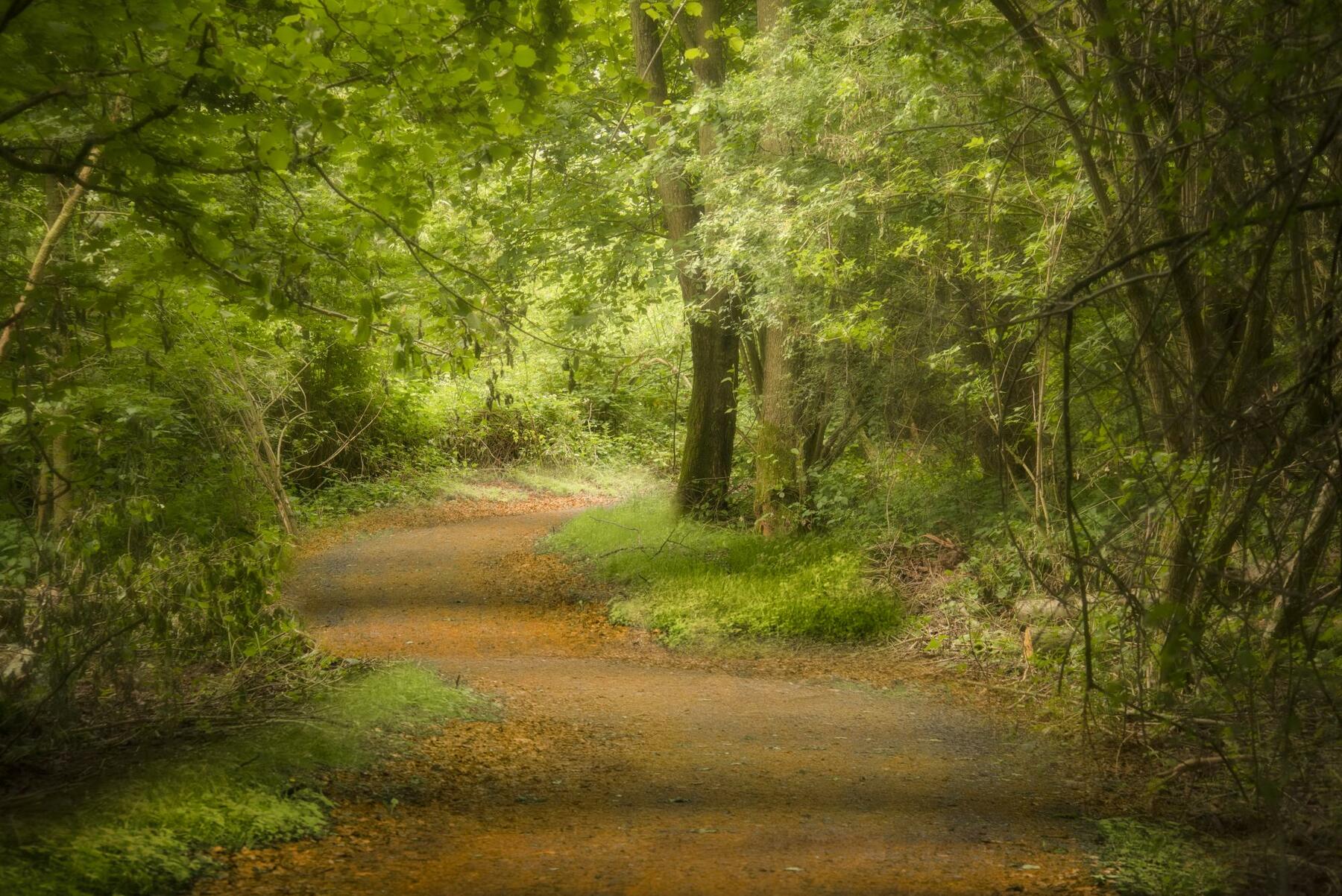 Woodland Walks | Arrow Bank Country Holiday Park